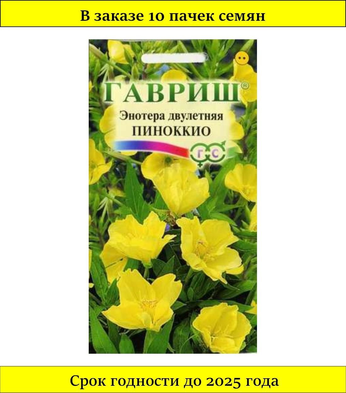Evening Primrose
