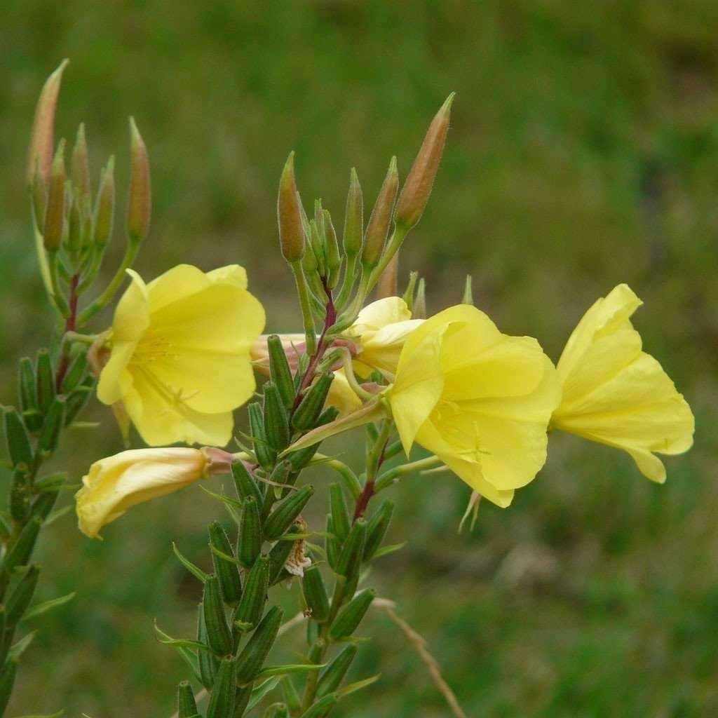 Энотера (ночная свеча) - Oenothera biennis