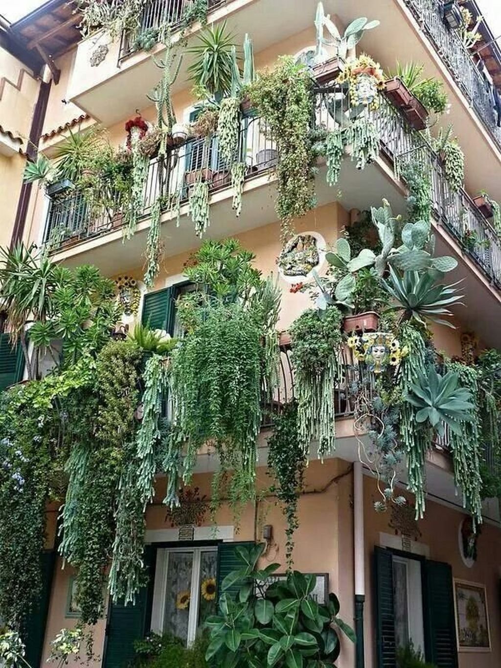 Ампельные лианы Суккуленты