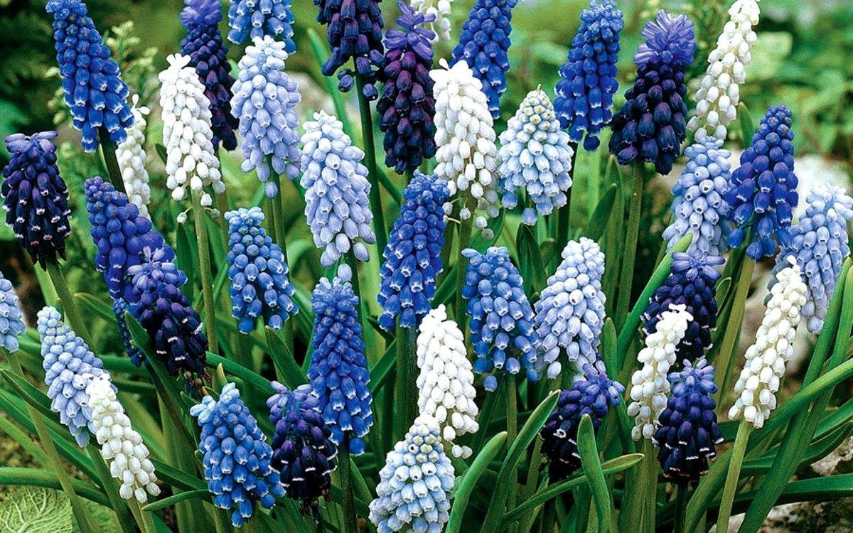 Мускари azureum