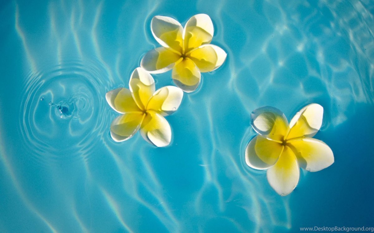 Плюмерия на воде