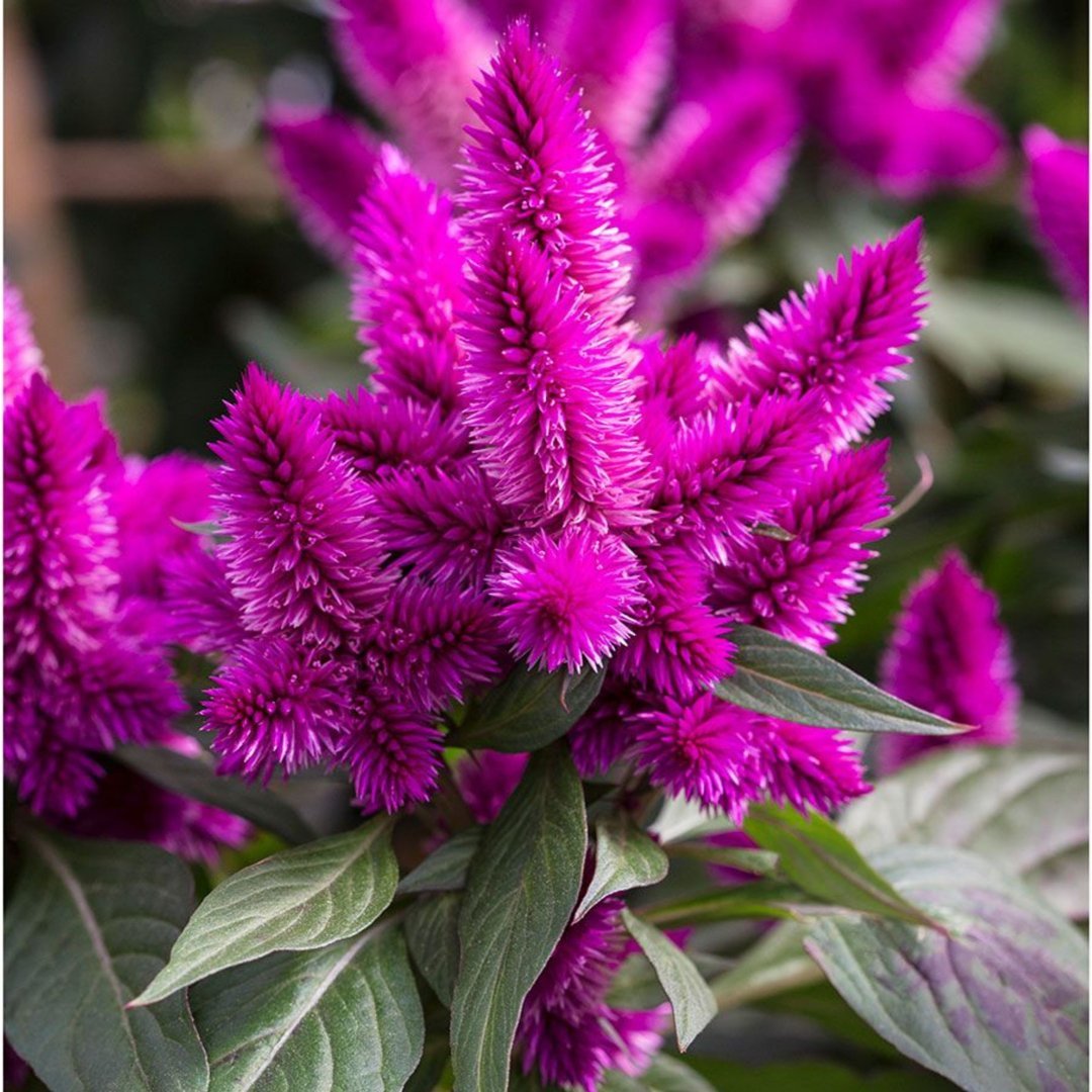 Целозия колосковая (Celosia spicata) Flamingo