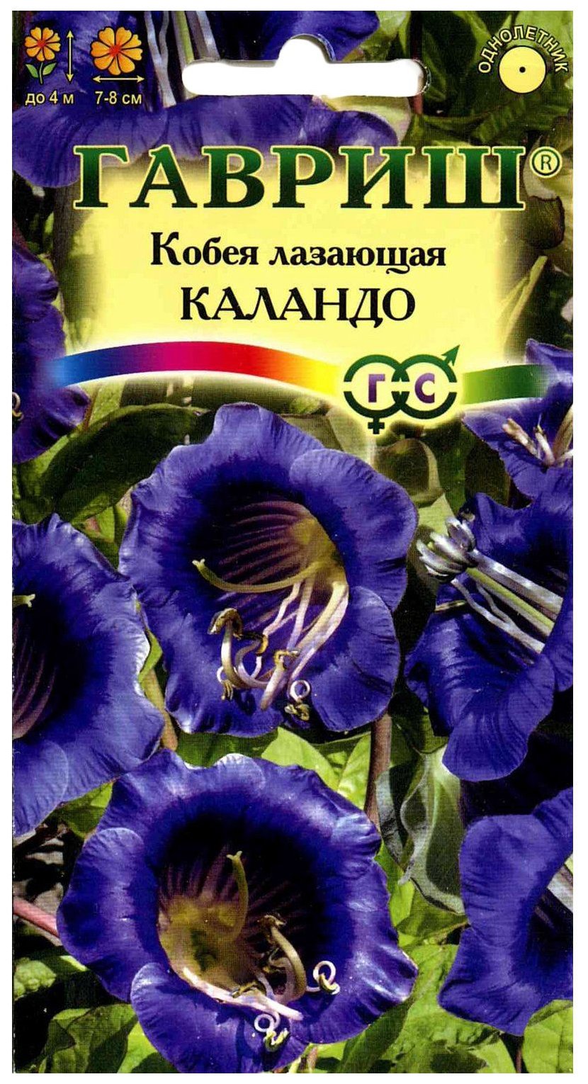 Кобея лазающая (Cobaea Scandens)