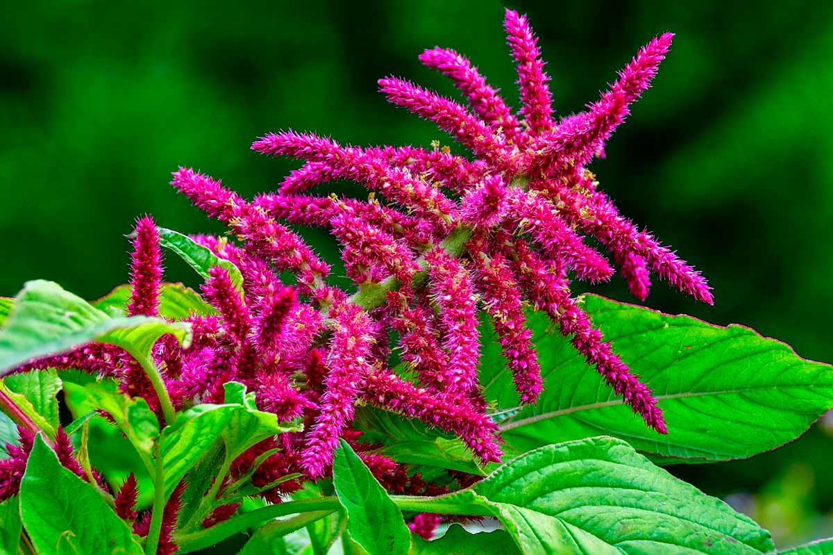Амарант (Amaranthus)