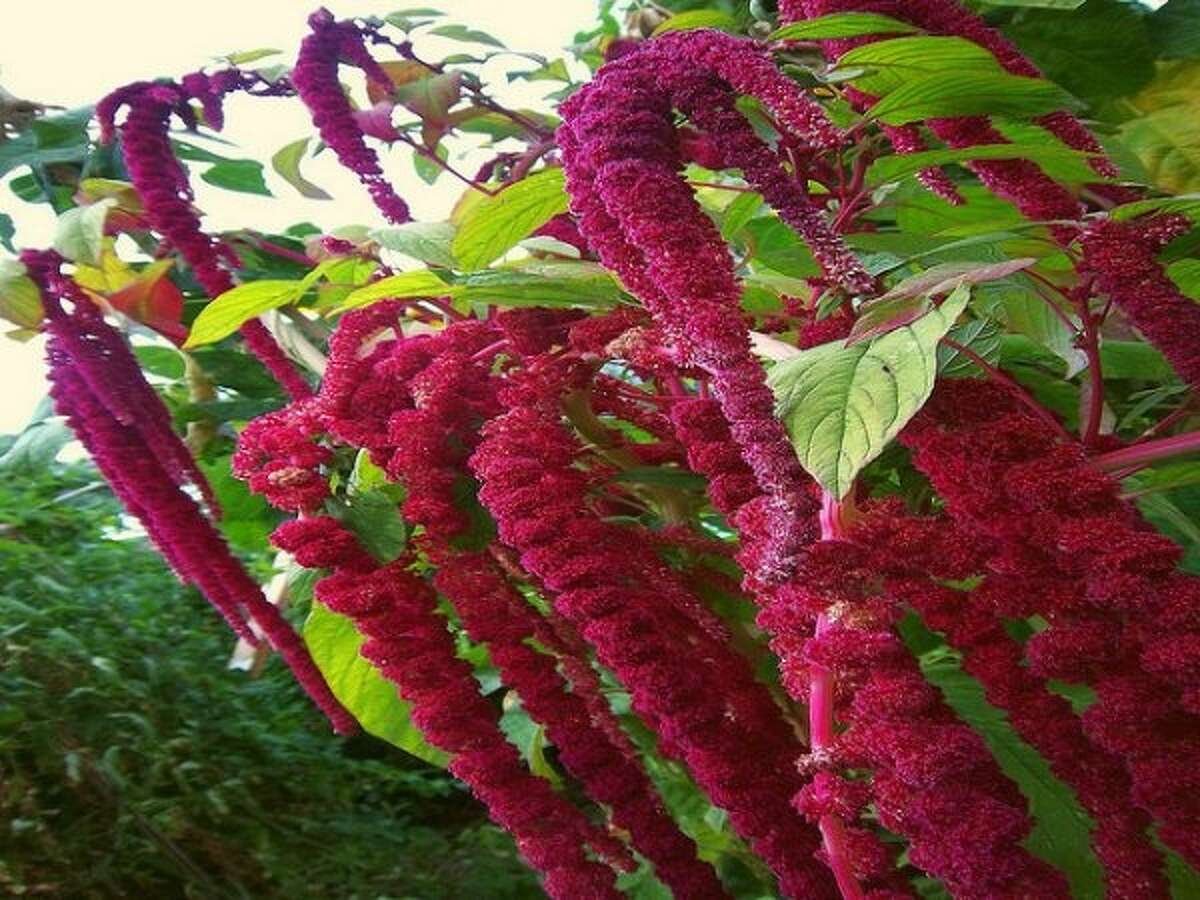 Амарант крупа с цветком