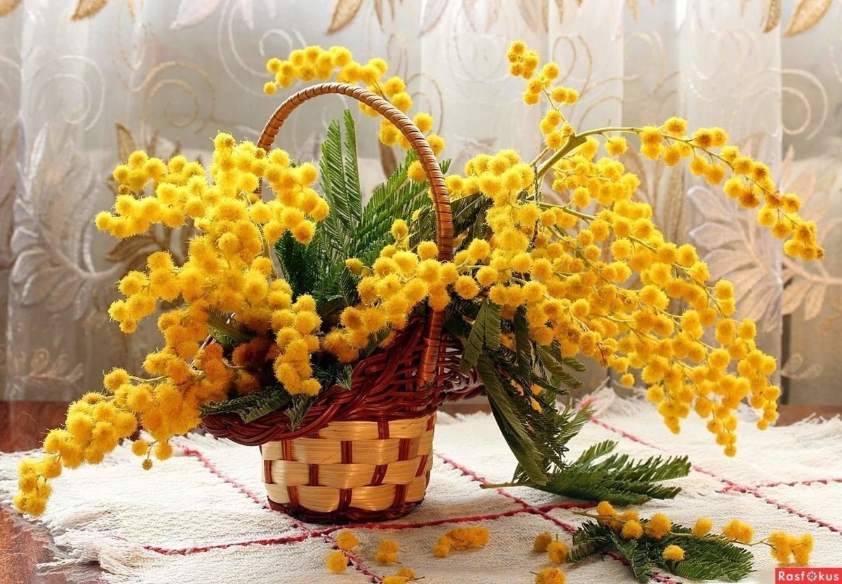 Тюльпаны и Мимоза