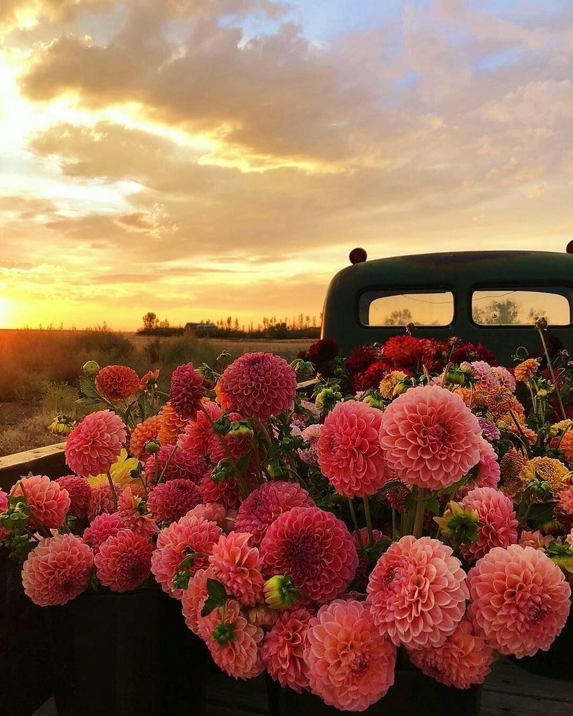 Цветы в конце августа