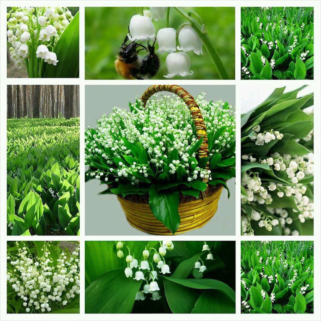 Коллаж весенних цветов