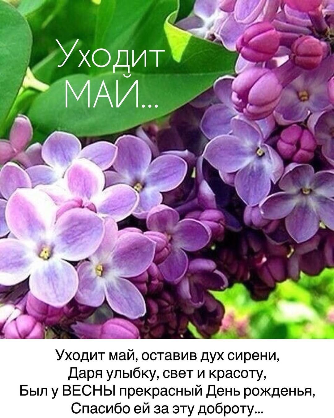 Цветы Ландыши