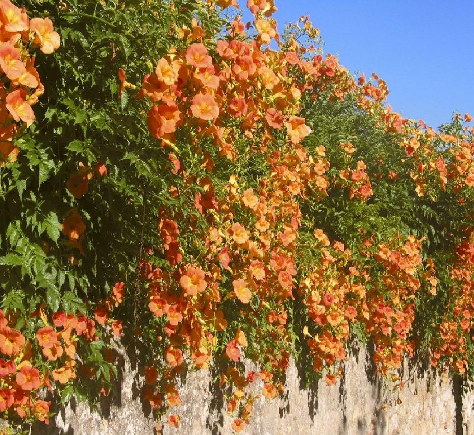 Лиана кампсис укореняющийся