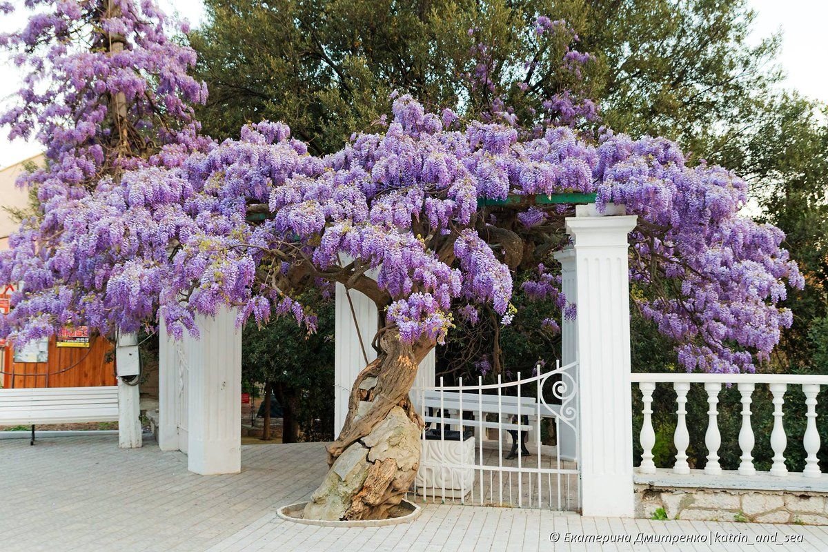 Глициния дерево Симеиз