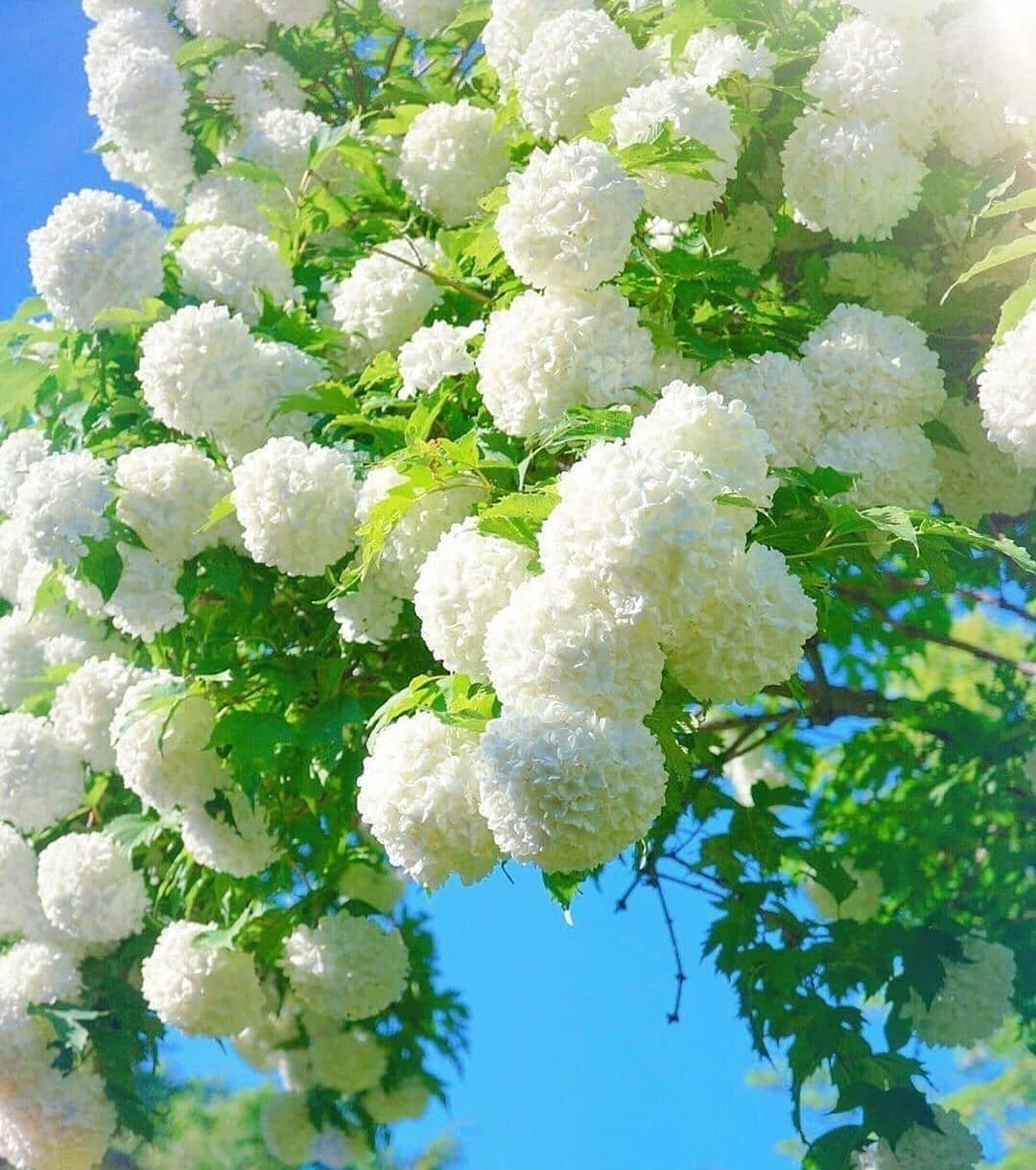 Калина бульденеж листья