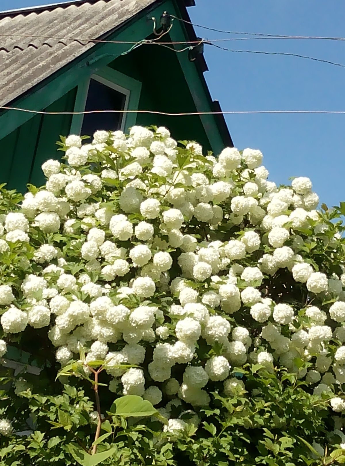 Нитекс Калина бульденеж