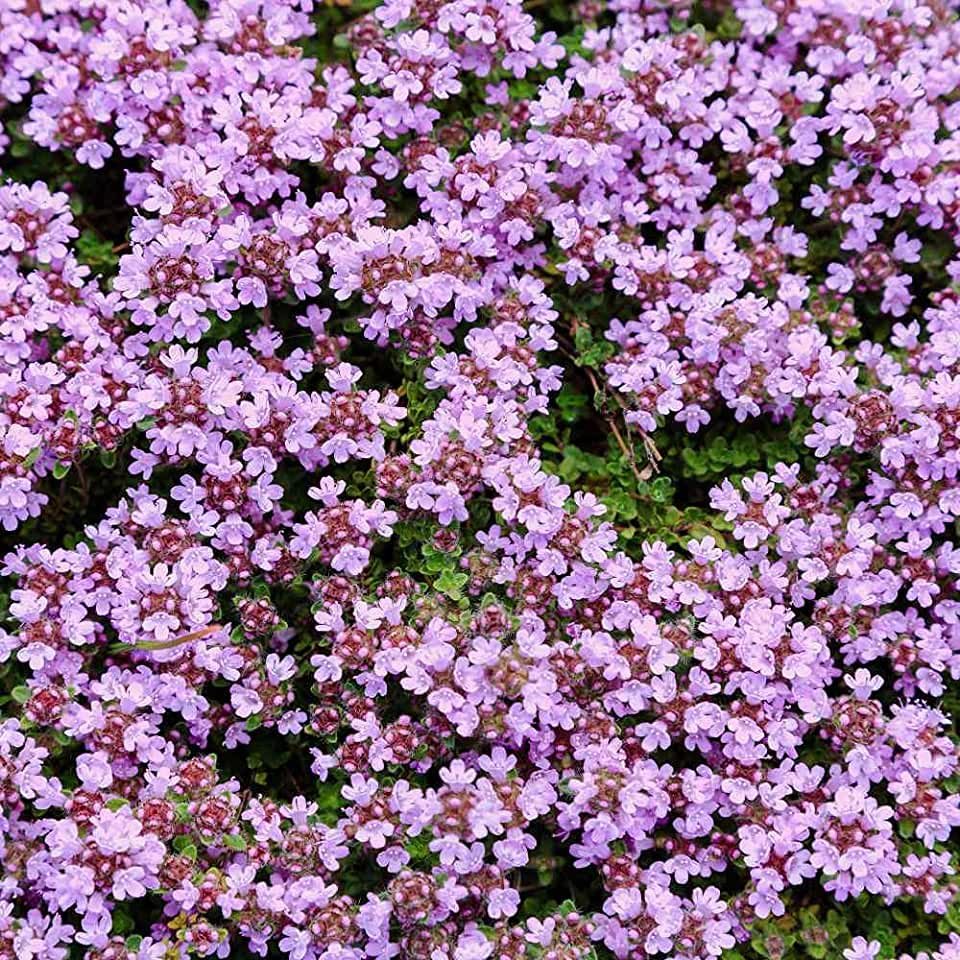 Тимьян ползучий (Thymus serpyllum)