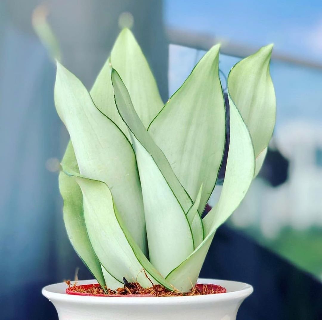 Сансевиерия trifasciata moonshine