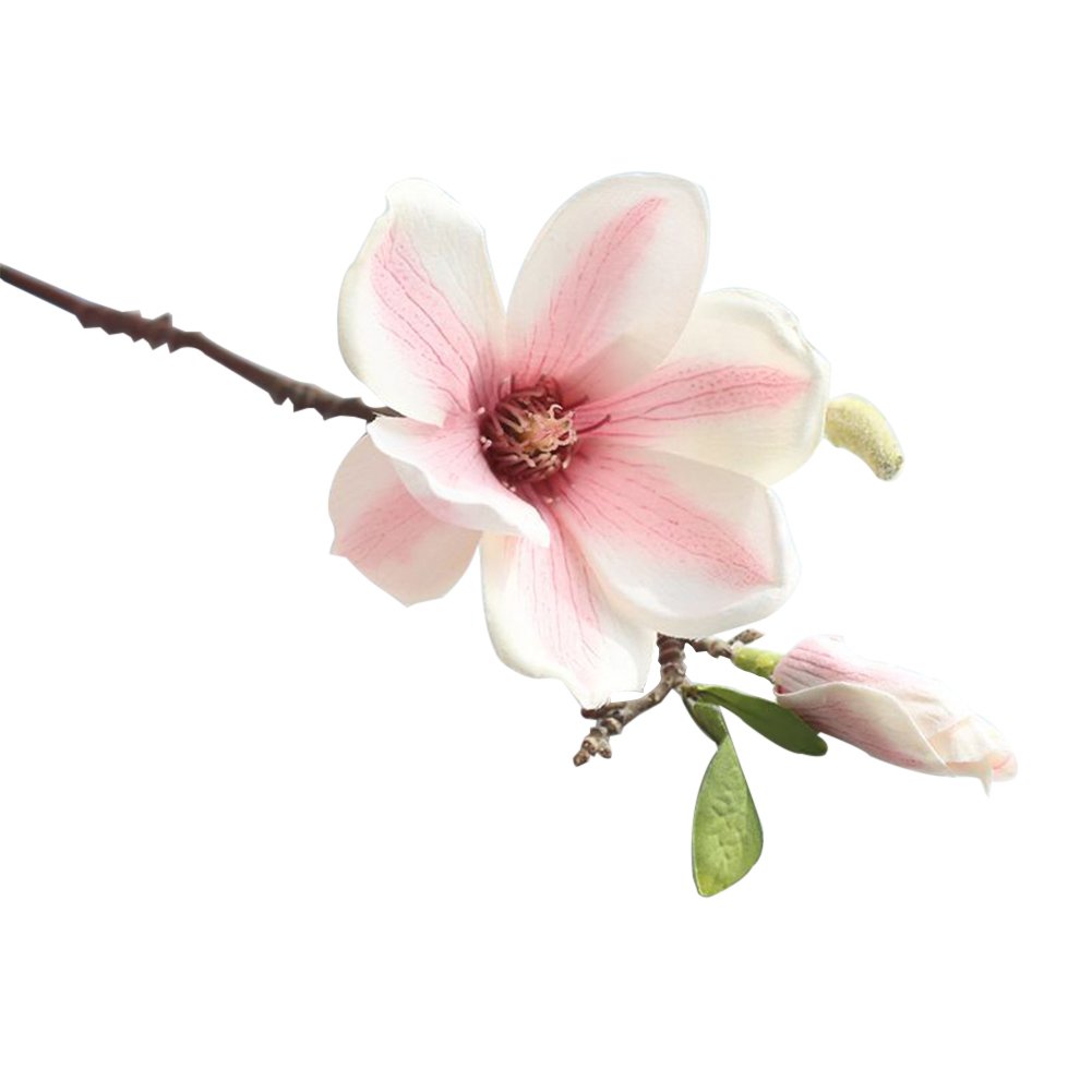 Магнолия Orchid