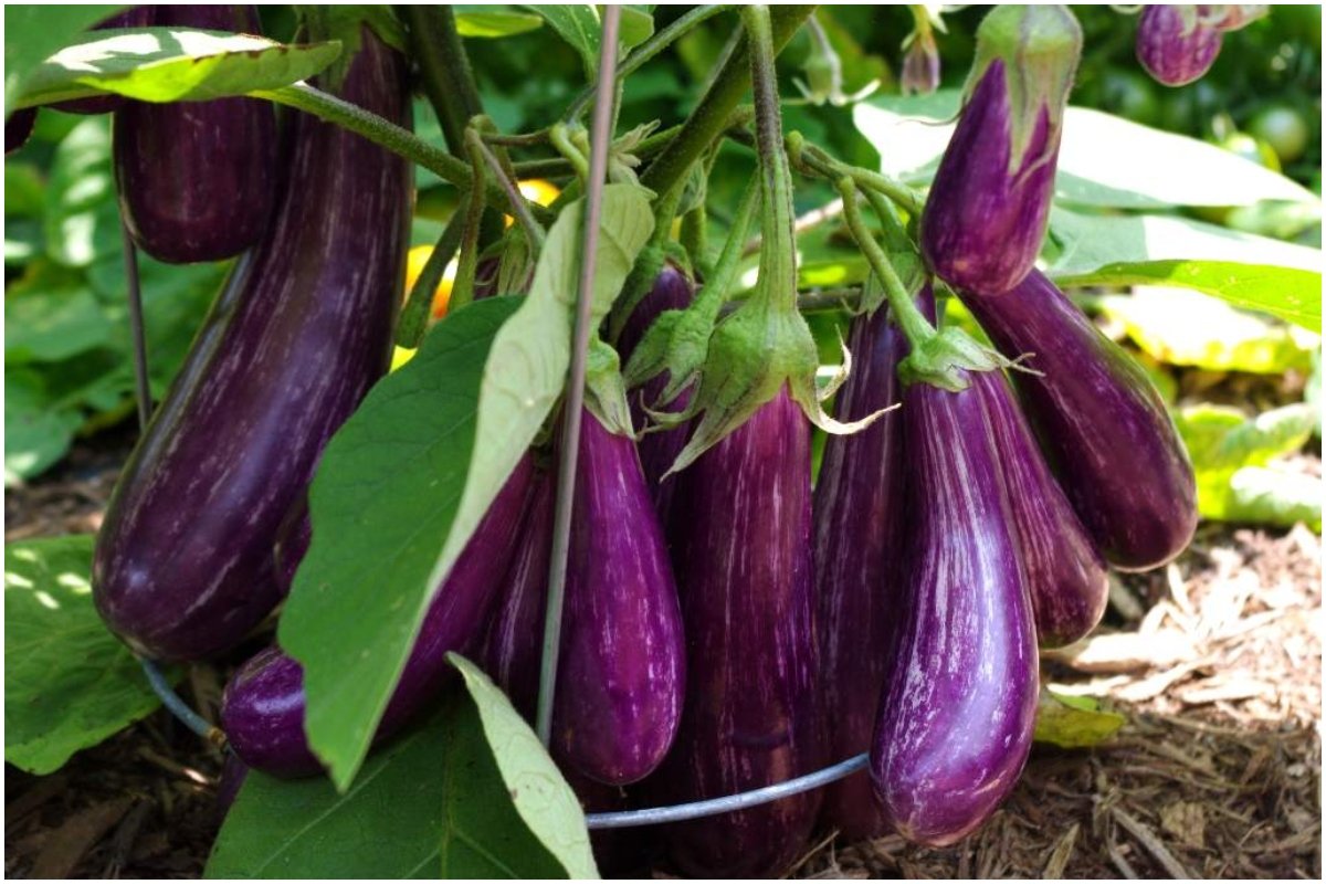 Aubergine or Eggplant
