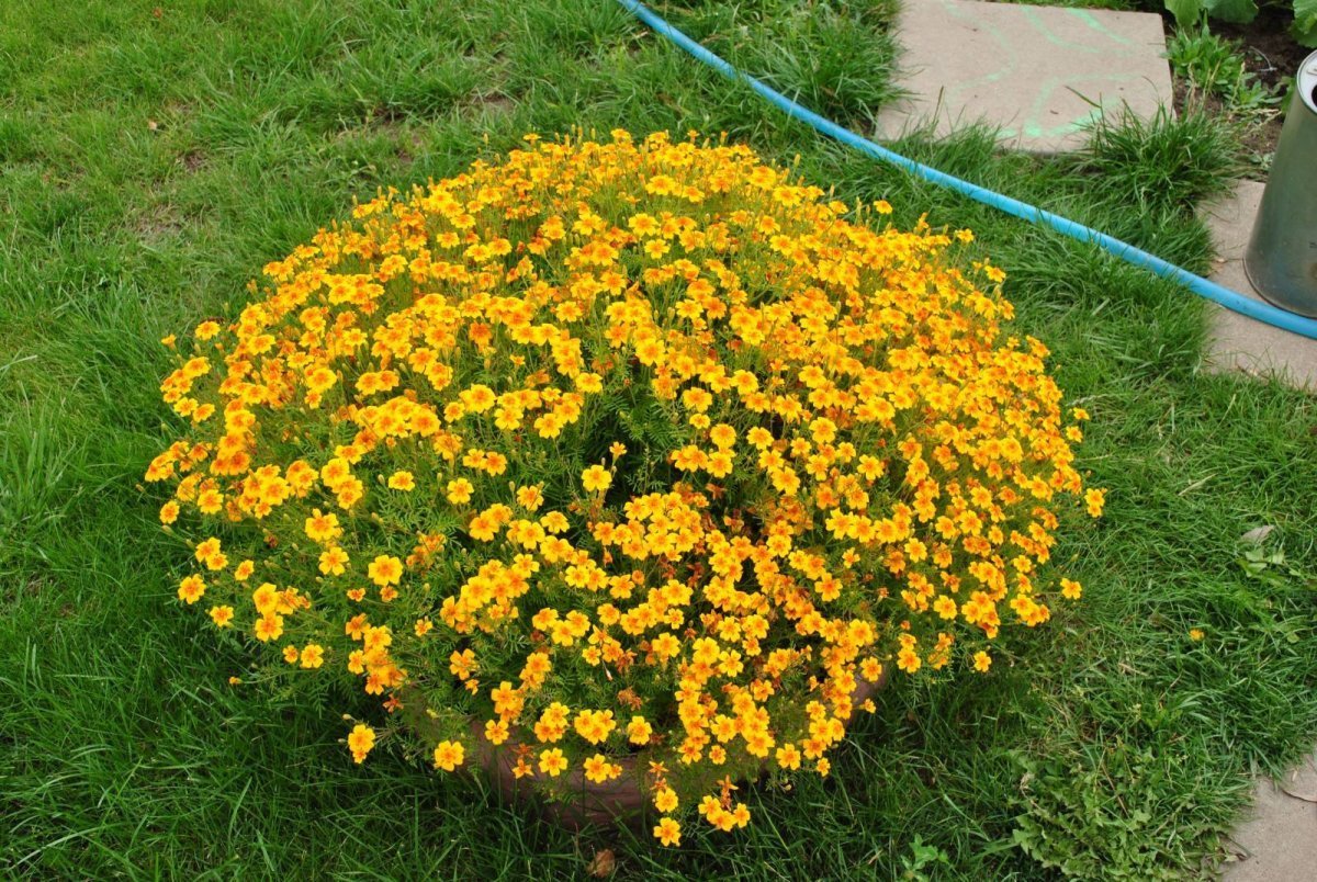 Клумбовые цветы календула