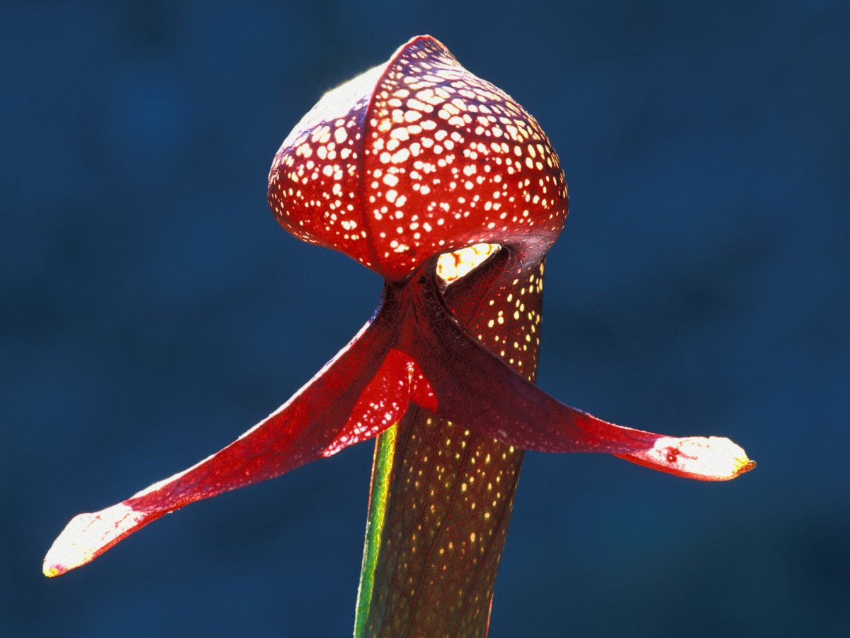 Дарлингтония Калифорнийская (Darlingtonia californica)