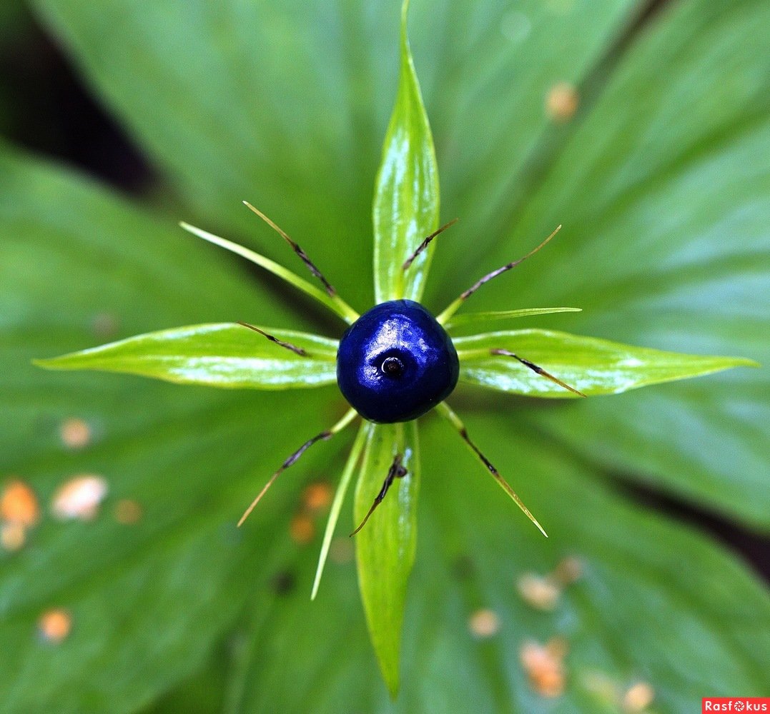 Paris quadrifolia l. Вороний глаз четырёхлистный