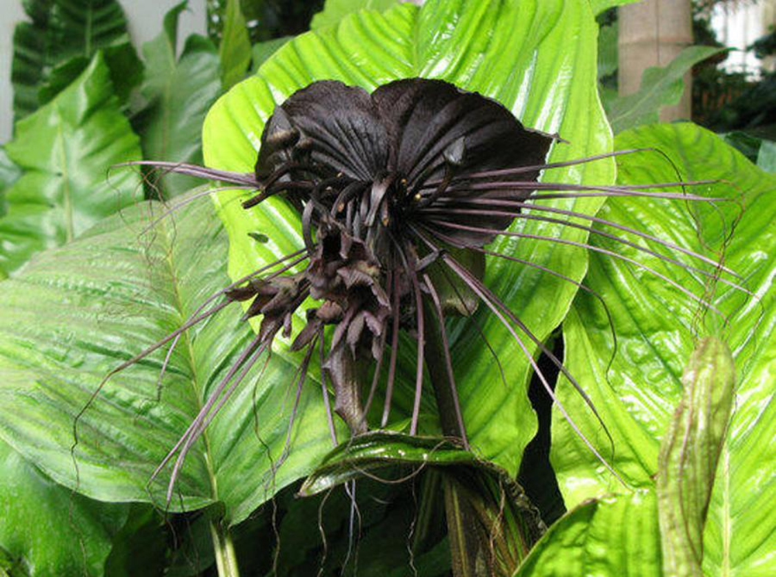 Китайский мышецвет / Chinese Black Batflowers
