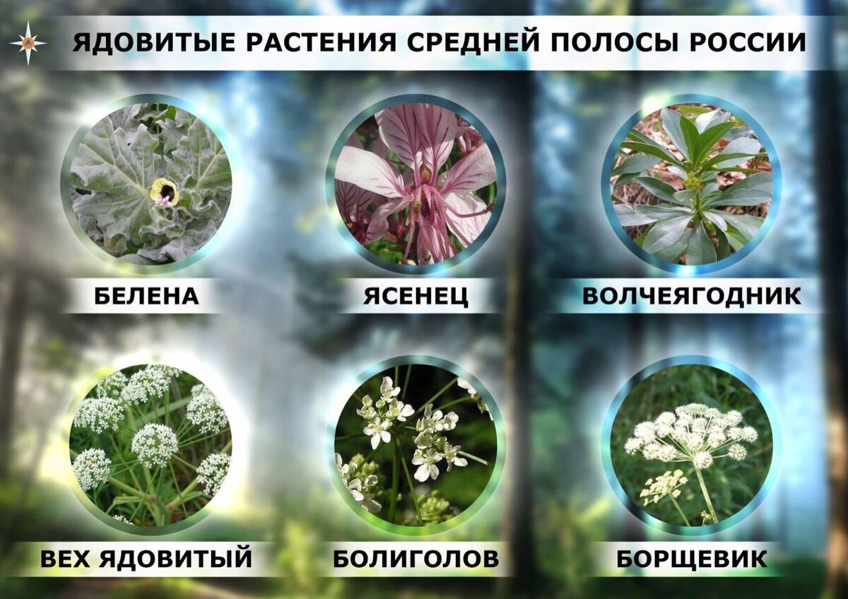 Ядовитые растения России