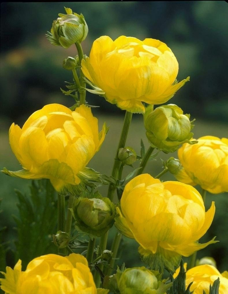 Купальница европейская (Trollius europaeus)
