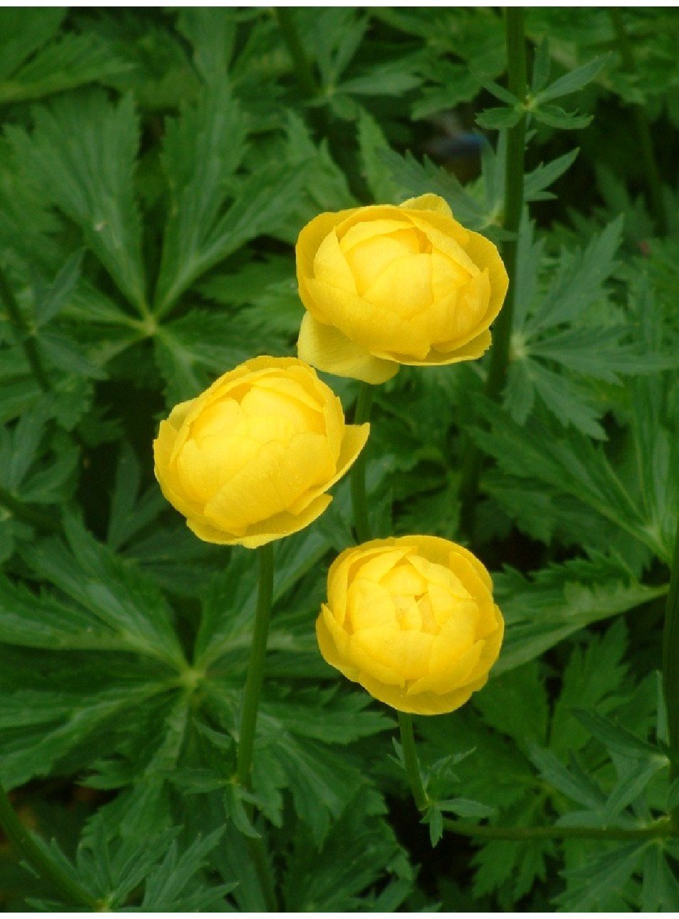 Купальница европейская (Trollius europaeus)