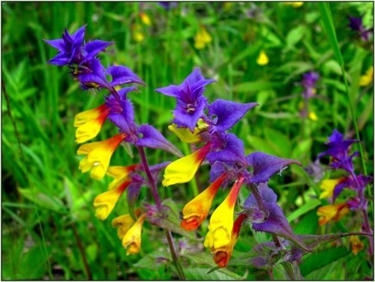 Марьянник Дубравный, или Иван-да-Марья,— Melampyrum nemorosum