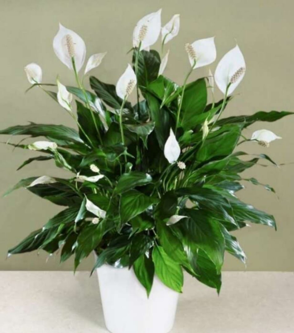 Спатифиллум (Spathiphyllum)