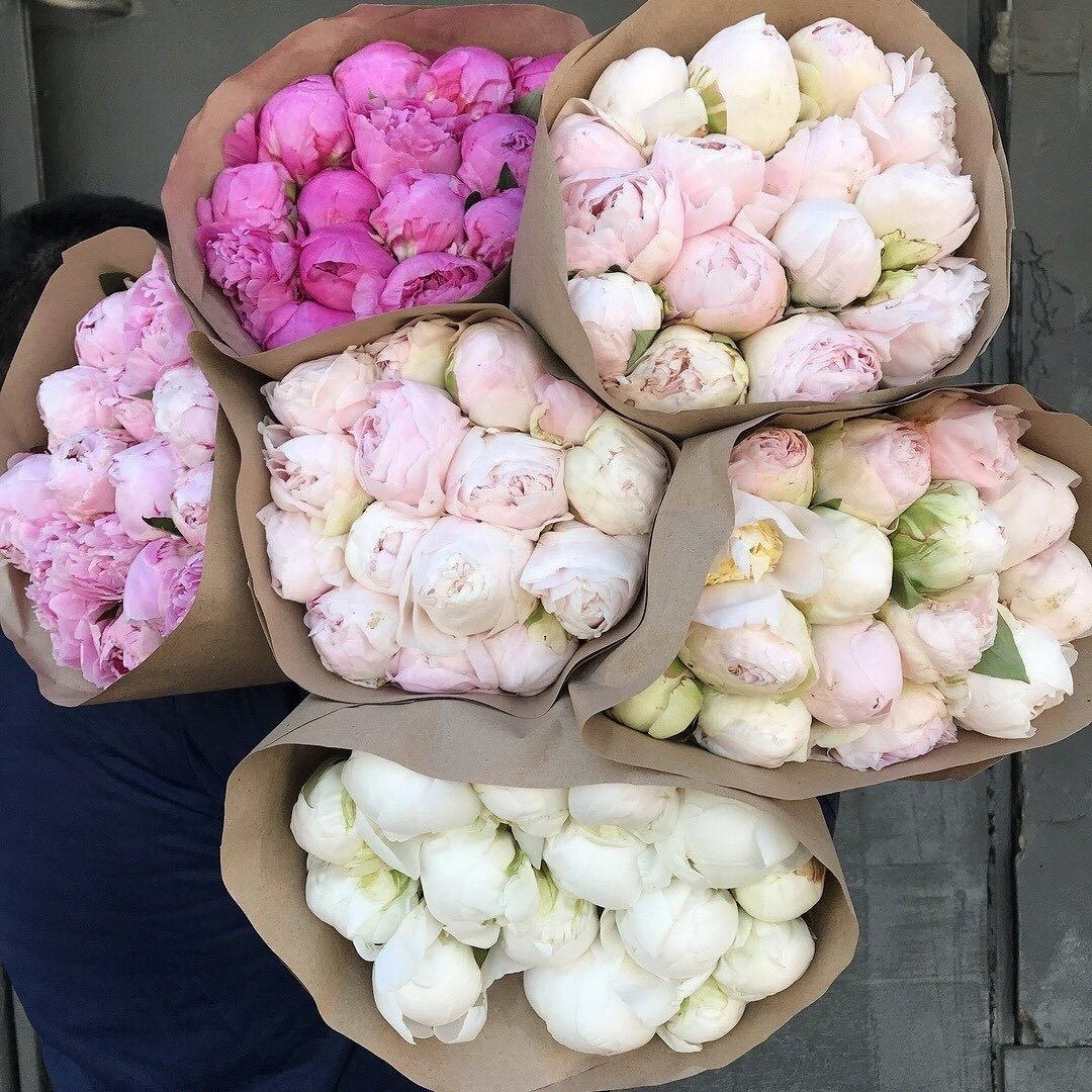 Peony aesthetic
