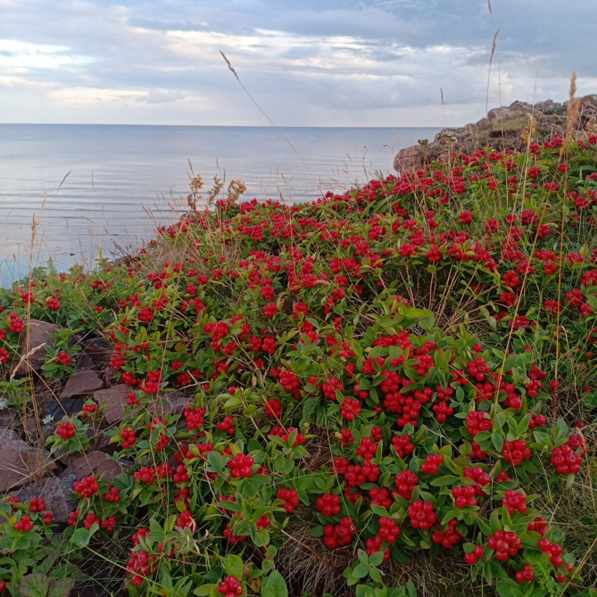 Corydalis sewerzowii