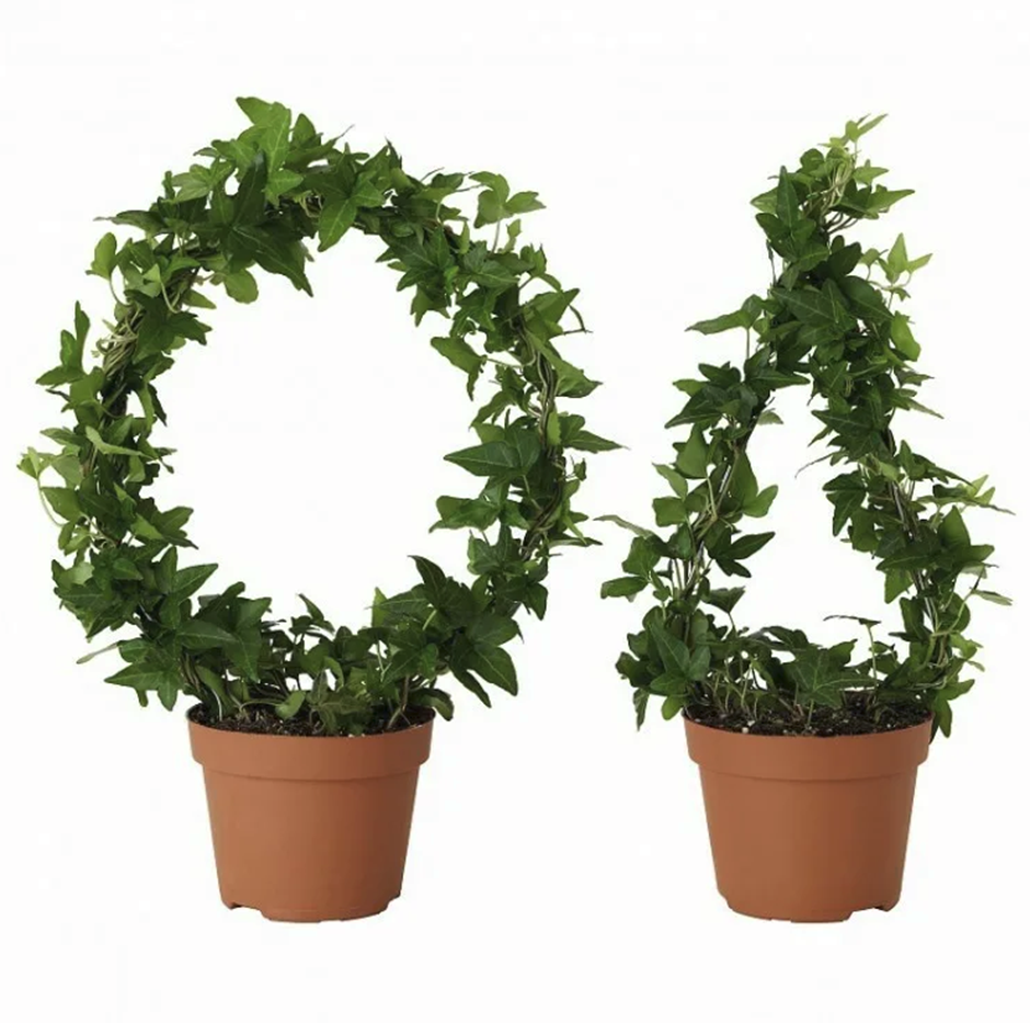 Английский плющ (Hedera Helix)