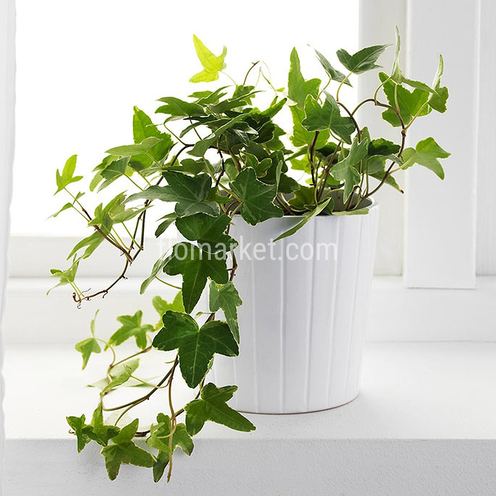 Филодендрон Scandens Micans