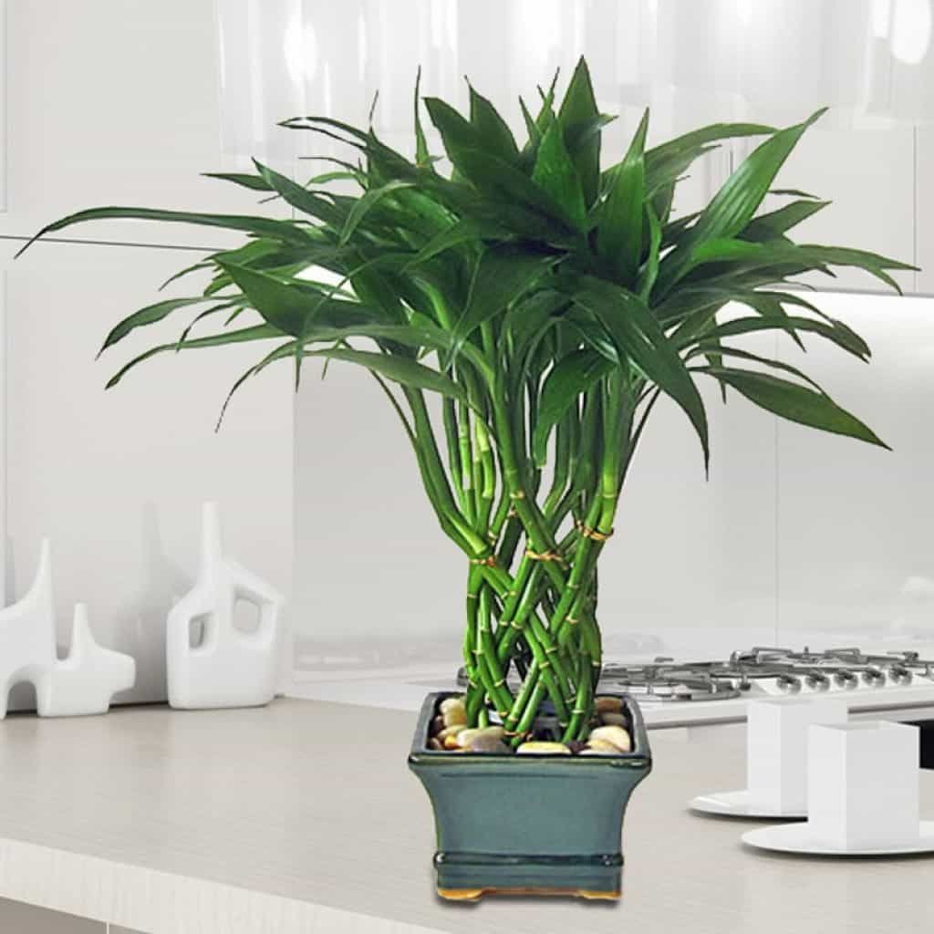 Драцена Сандера Dracaena sanderiana
