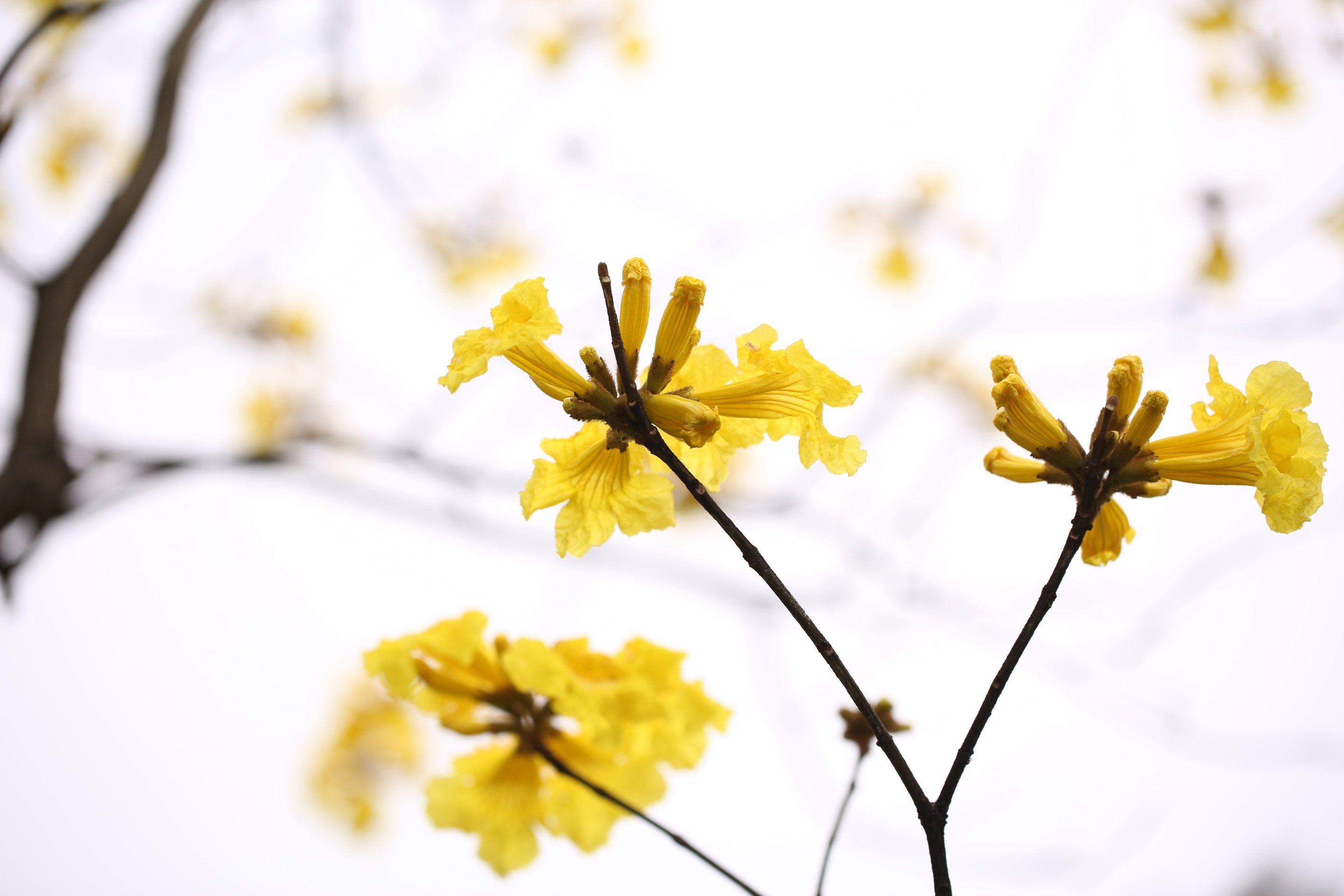 Цветочки весной растут песня. Весенние жёлтые цветына ветке. Желтые цветы без листьев.