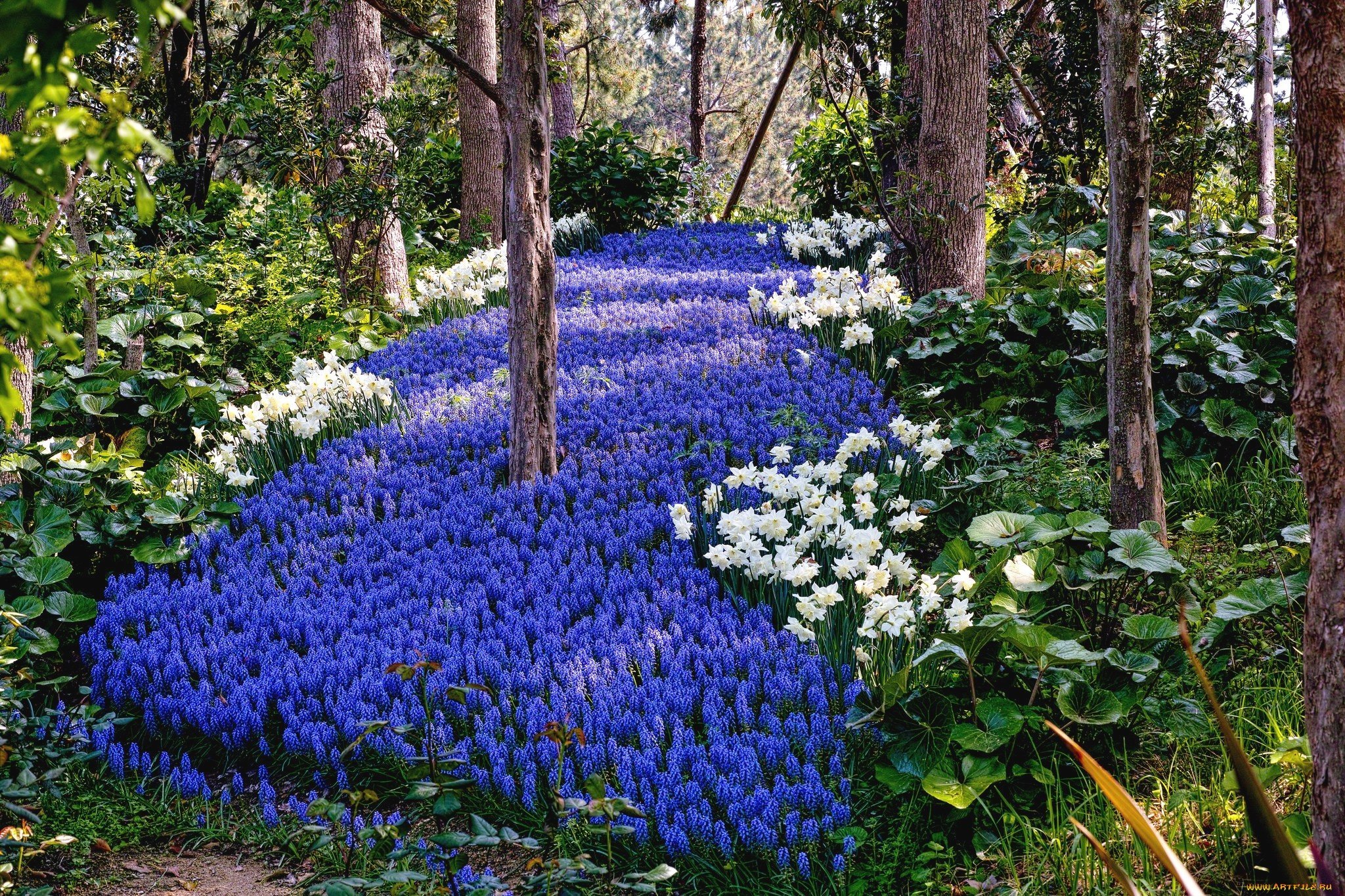 Синие цветы для клумбы