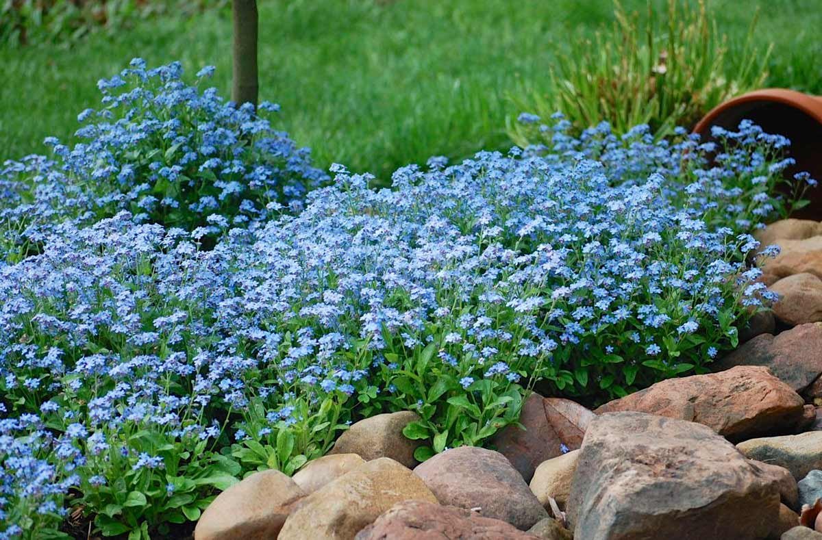 Незабудка Альпийская (Myosotis alpestris)