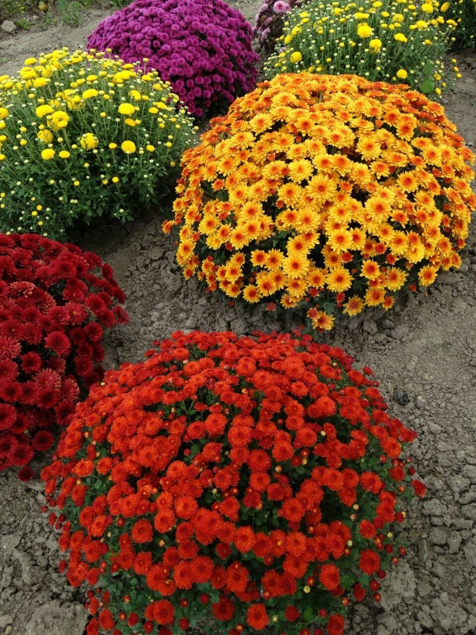 Хризантема мультифлора шаровидная семена
