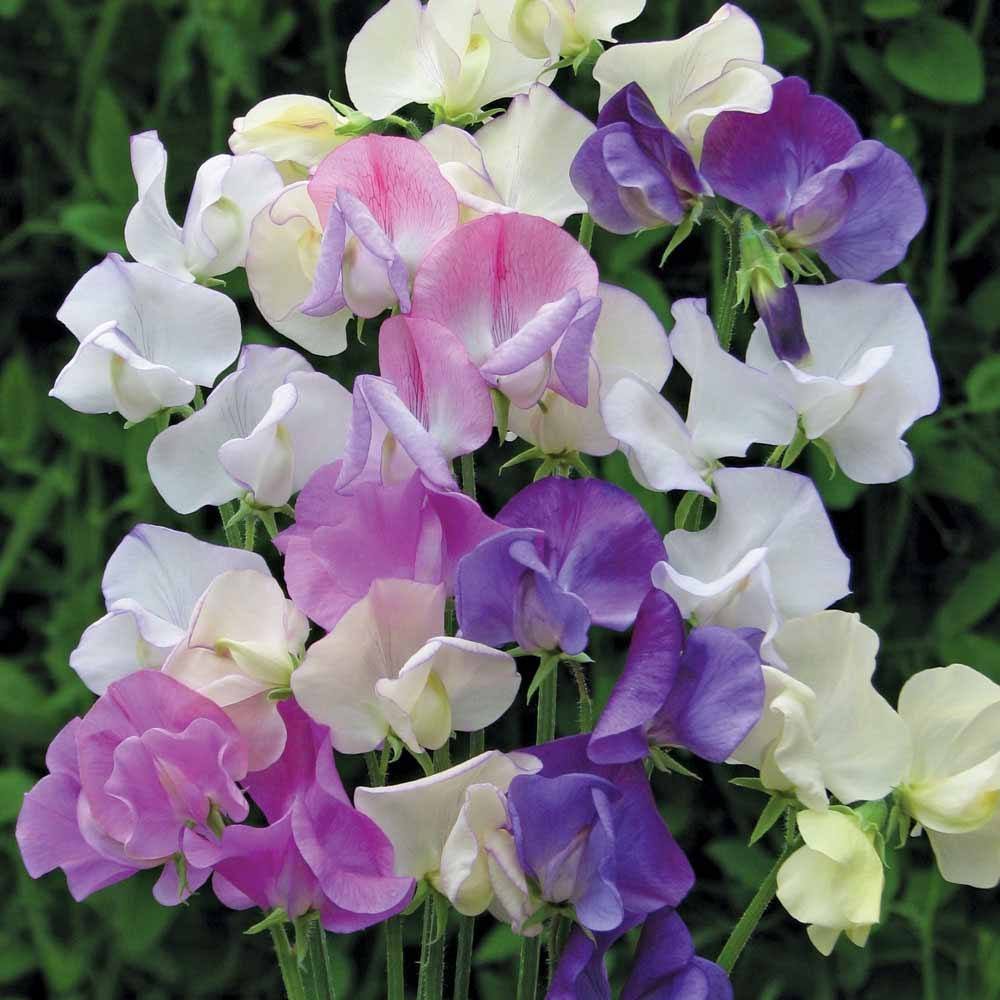 Душистый горошек (Lathyrus odoratus)