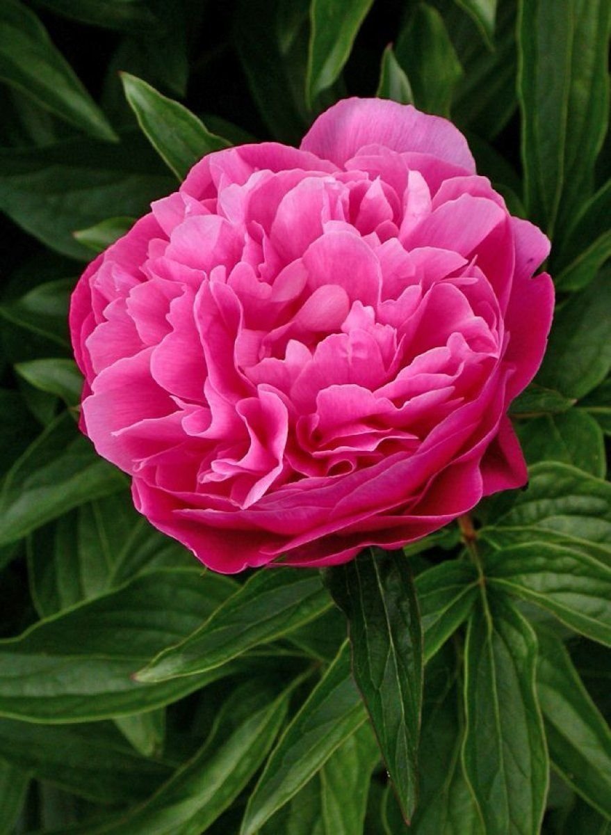 Пион Карнейшен букет Carnation Bouquet