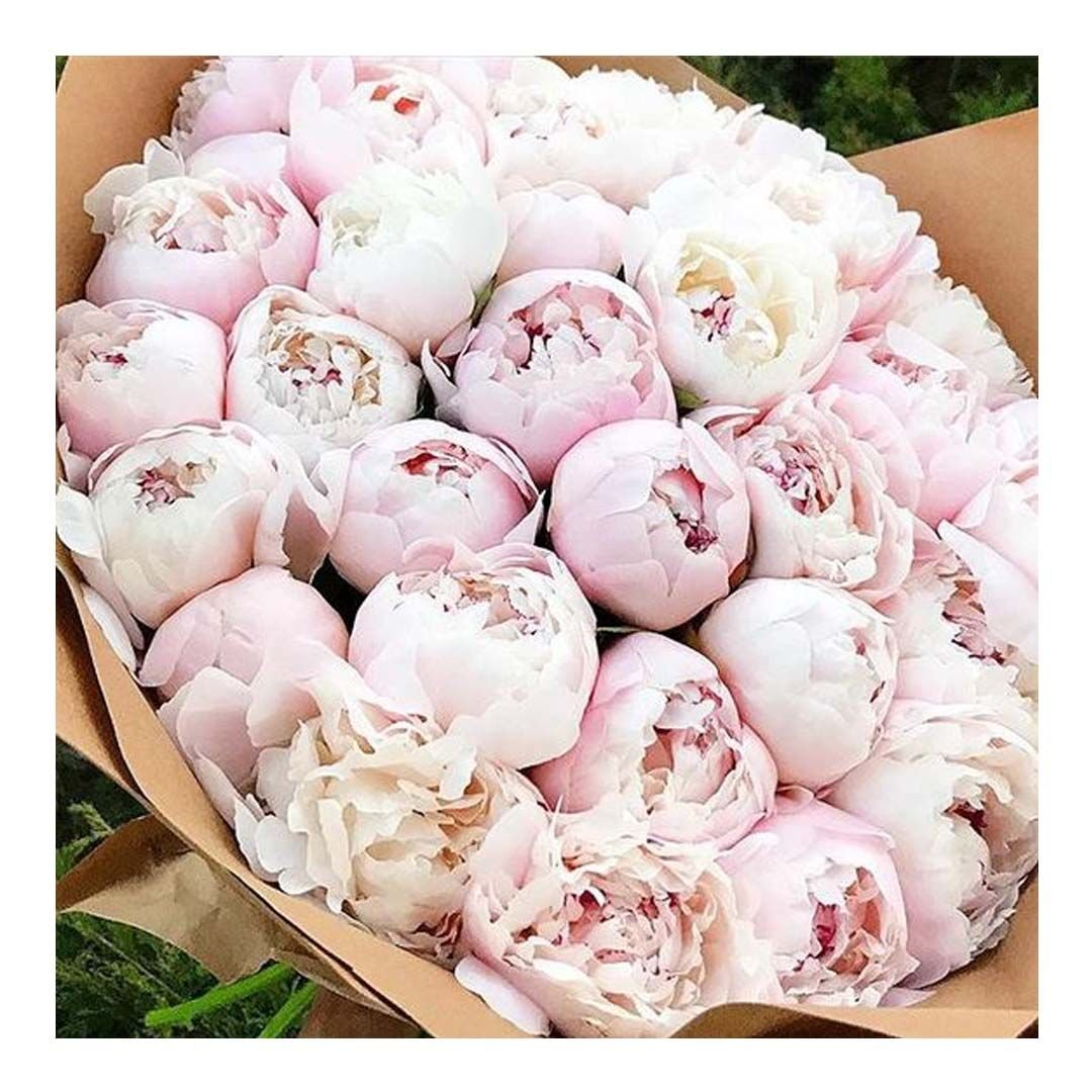 Пион Карнейшен букет Carnation Bouquet