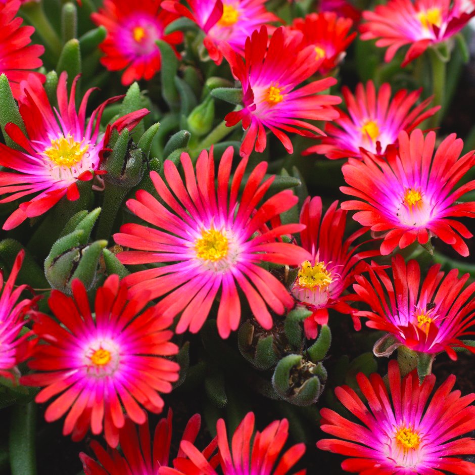 Делосперма Купера (Delosperma cooperi)