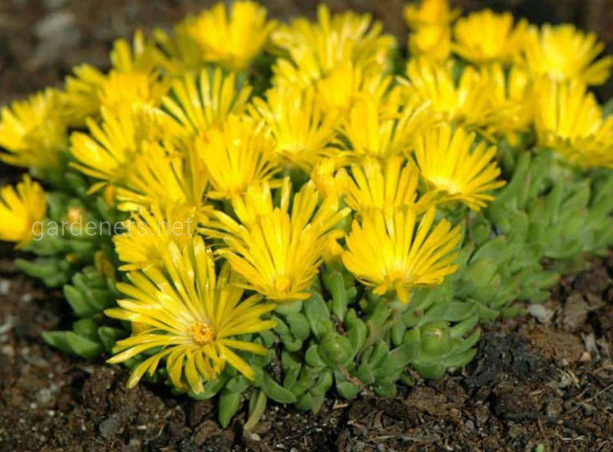 Делосперма Купера (Delosperma cooperi)