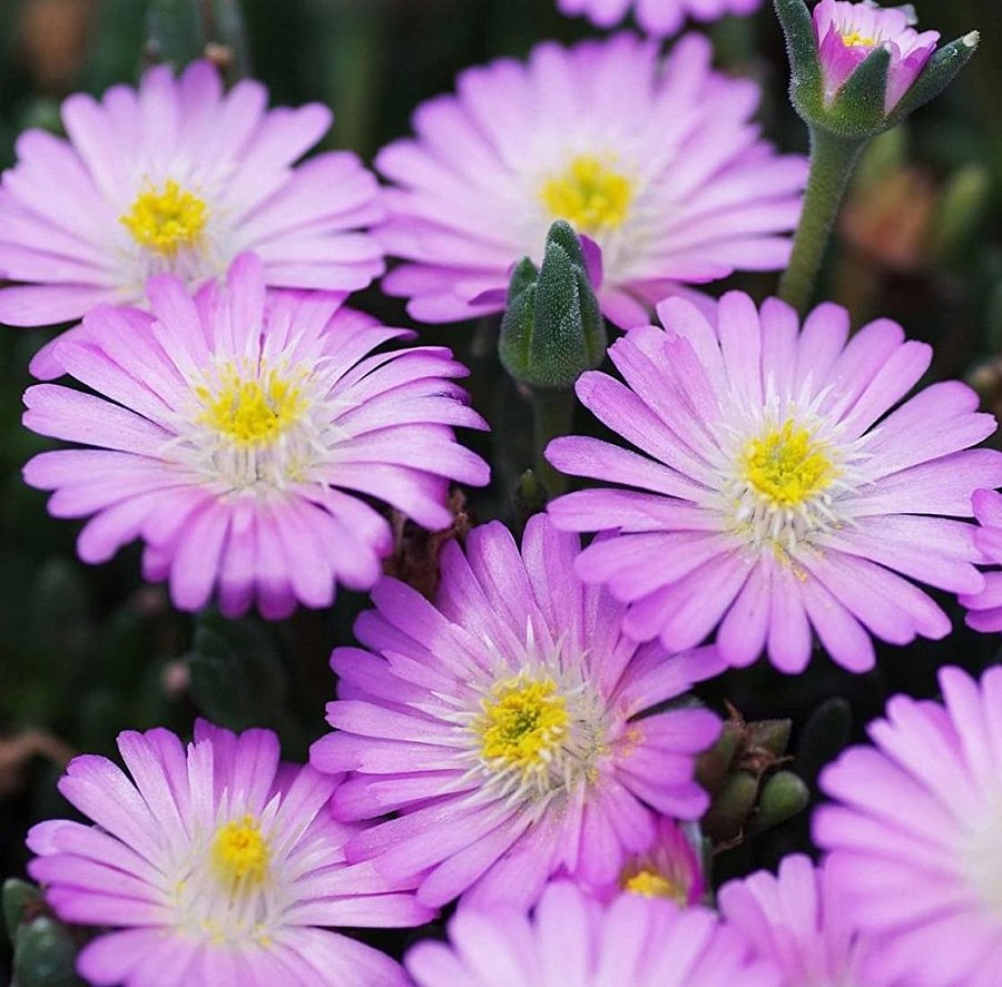 Делосперма Купера (Delosperma cooperi)