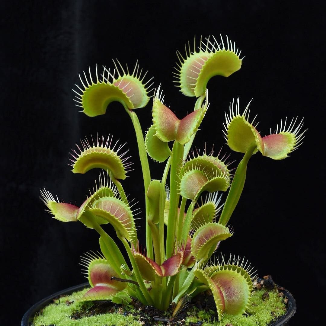 Dionaea muscipula (Дионея, Венерина мухоловка)