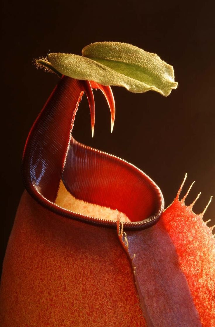 Nepenthes bicalcarata