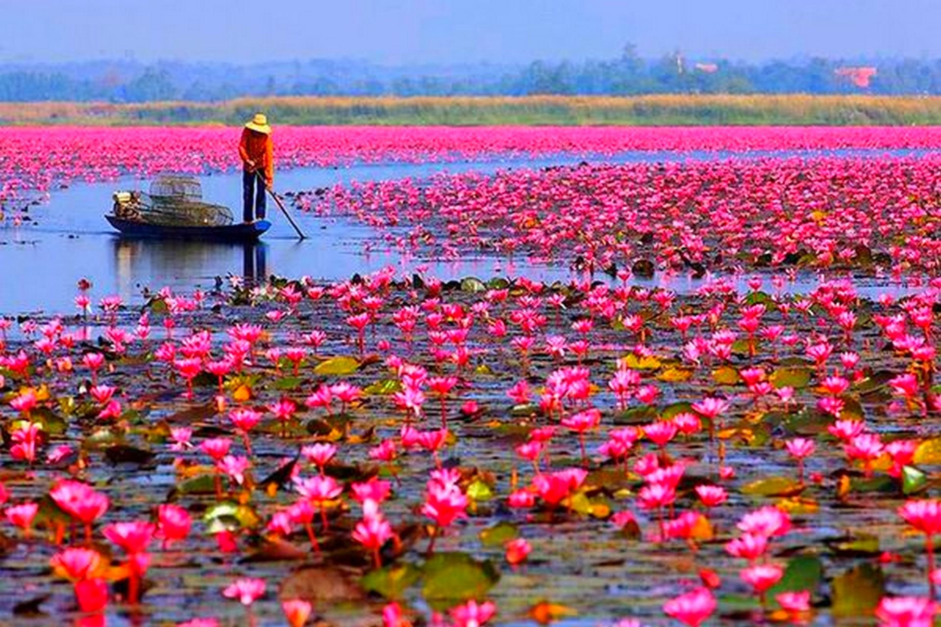 Розовое болото. Озеро Нонг Хан. Озеро Нонг Хан Кумпхавапи, Таиланд. Озеро лотосов в Тайланде. Озеро лотосов Муйне Вьетнам.