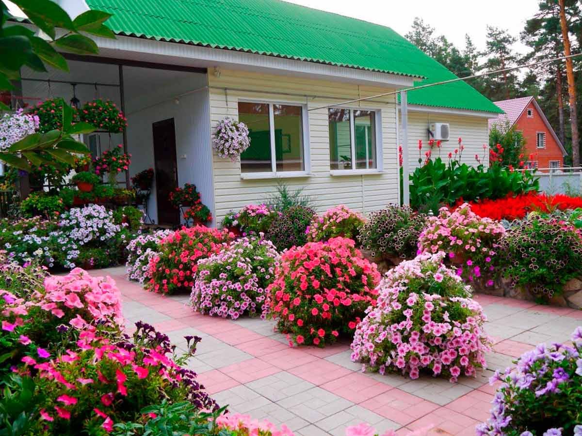 Петуния в палисаднике