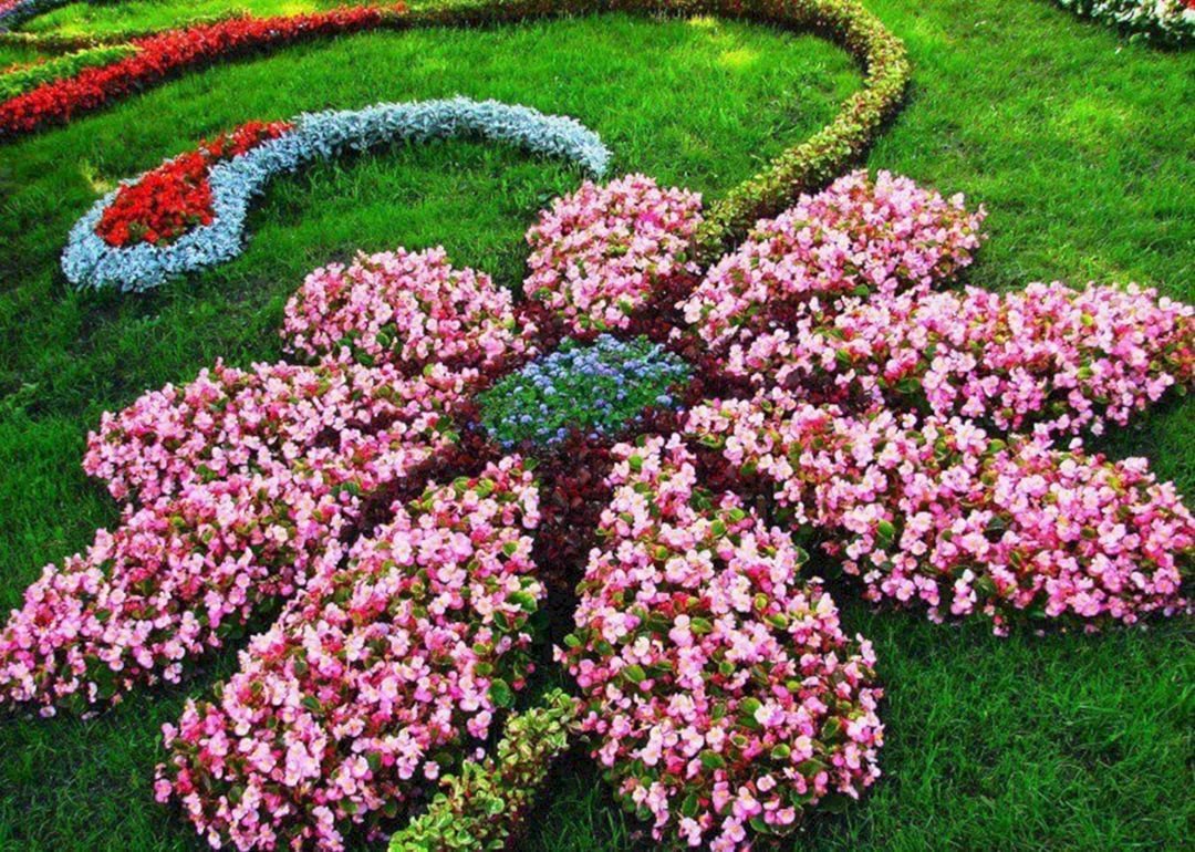 Цветы для клумбы